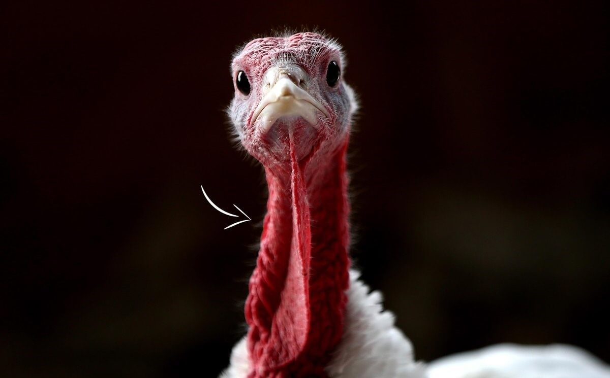 A turkey from the neck up looking straight at the camera